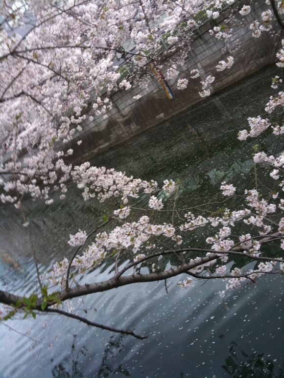 朝桜。